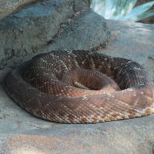 Elephant Odyssey - Rattlesnake Exhibit - Red Diamond Rattlesnake