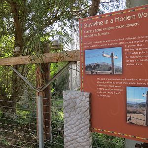 Elephant Odyssey - California Condor Exhibit