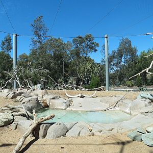 Elephant Odyssey - California Condor Exhibit