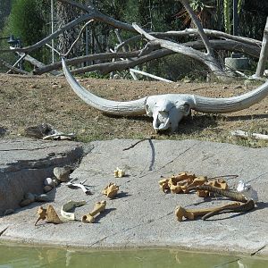 Elephant Odyssey - California Condor Exhibit