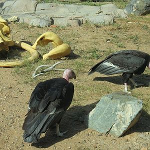 Elephant Odyssey - California Condor Exhibit