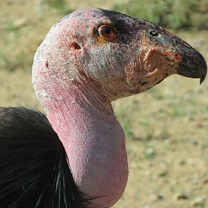 Elephant Odyssey - California Condor Exhibit