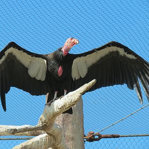 Elephant Odyssey - California Condor Exhibit