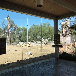Elephant Odyssey - California Condor Exhibit