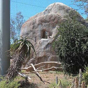 Elephant Odyssey - California Condor Exhibit