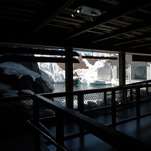 Wild Arctic - Beluga Whale Exhibit