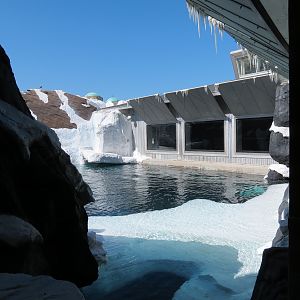 Wild Arctic - Beluga Whale Exhibit