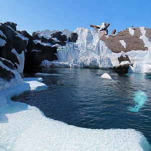 Wild Arctic - Beluga Whale Exhibit