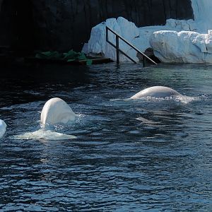 Wild Arctic - Beluga Whale Exhibit