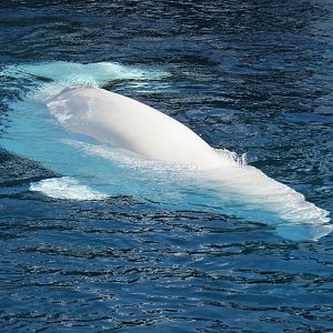 Wild Arctic - Beluga Whale Exhibit