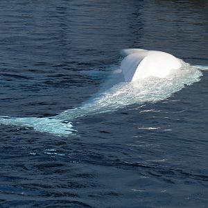 Wild Arctic - Beluga Whale Exhibit
