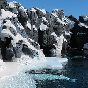 Wild Arctic - Beluga Whale Exhibit