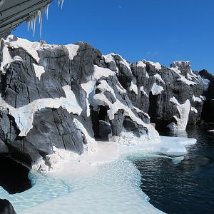 Wild Arctic - Beluga Whale Exhibit