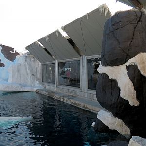 Wild Arctic - Beluga Whale Exhibit