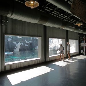 Wild Arctic - Beluga Whale Exhibit