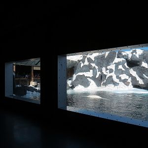 Wild Arctic - Beluga Whale Exhibit