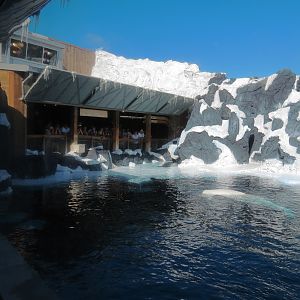 Wild Arctic - Beluga Whale Exhibit