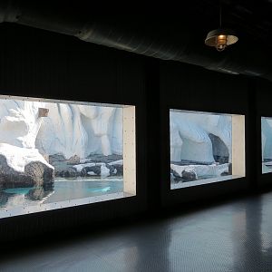 Wild Arctic - Polar Bear Exhibit