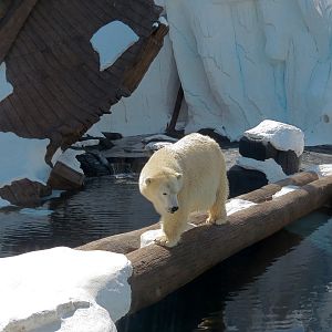 Wild Arctic - Polar Bear Exhibit