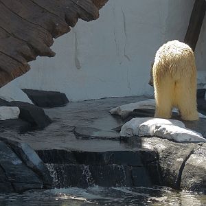 Wild Arctic - Polar Bear Exhibit