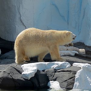 Wild Arctic - Polar Bear Exhibit