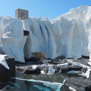Wild Arctic - Polar Bear Exhibit