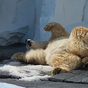 Wild Arctic - Polar Bear Exhibit