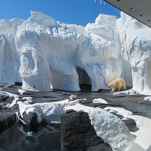 Wild Arctic - Polar Bear Exhibit