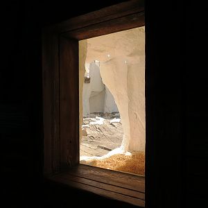 Wild Arctic - Polar Bear Exhibit