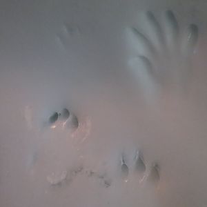 Wild Arctic - Ice Tunnel