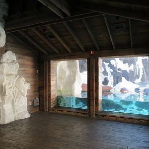 Wild Arctic - Walrus Exhibit