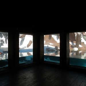 Wild Arctic - Walrus Exhibit