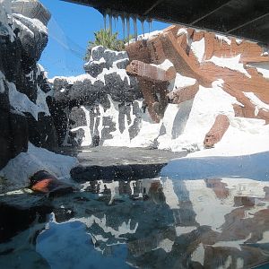 Wild Arctic - Walrus Exhibit