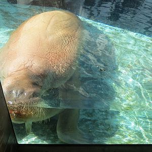 Wild Arctic - Walrus Exhibit