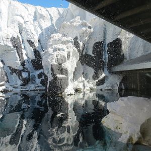 Wild Arctic - Walrus Exhibit