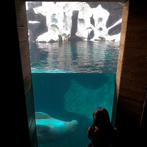 Wild Arctic - Walrus Exhibit