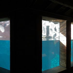 Wild Arctic - Walrus Exhibit