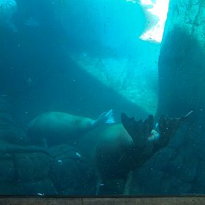 Wild Arctic - Walrus Exhibit