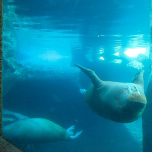 Wild Arctic - Walrus Exhibit