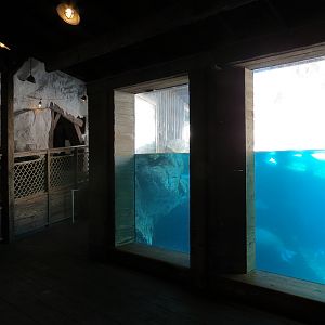 Wild Arctic - Walrus Exhibit