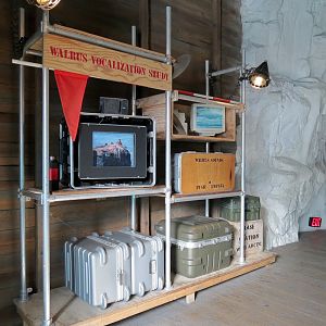Wild Arctic - Walrus Exhibit