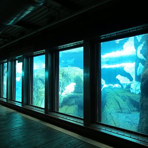 Wild Arctic - Polar Bear Exhibit