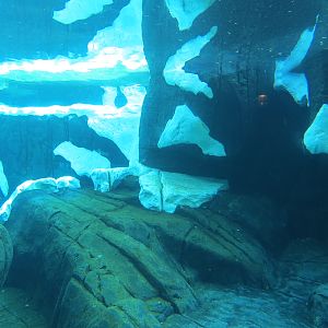 Wild Arctic - Polar Bear Exhibit
