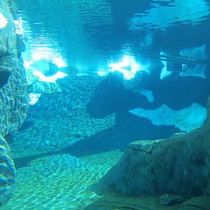 Wild Arctic - Polar Bear Exhibit