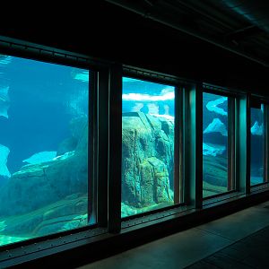 Wild Arctic - Polar Bear Exhibit