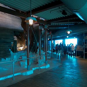 Wild Arctic - Beluga Whale Exhibit