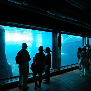 Wild Arctic - Beluga Whale Exhibit
