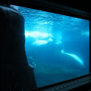 Wild Arctic - Beluga Whale Exhibit