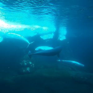 Wild Arctic - Beluga Whale Exhibit
