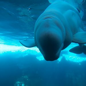 Wild Arctic - Beluga Whale Exhibit